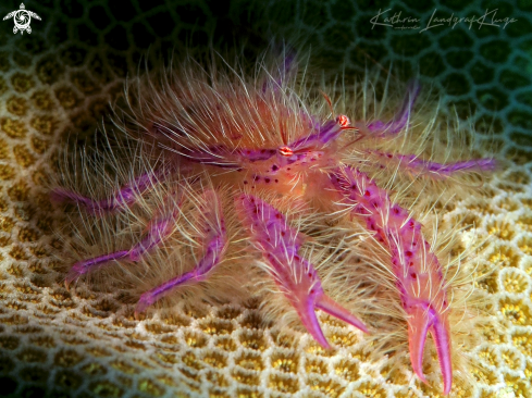 A Hairy Squat Lobster