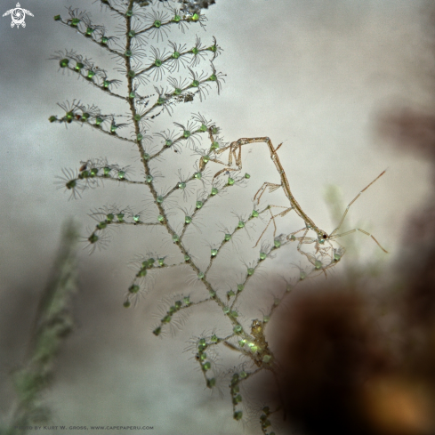 A Skeleton shrimp