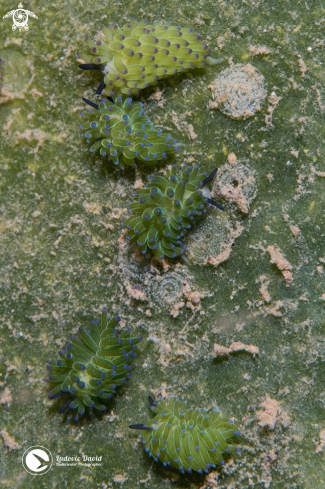 A Costasiella sp | Sapsucking Slug