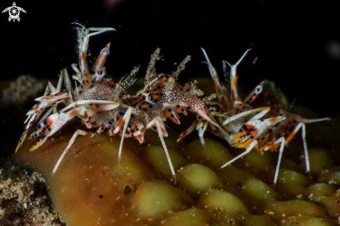 A Phyllognathia ceratophthalma | Tiger shrimp