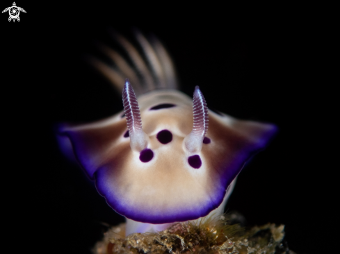 A Nudibranch