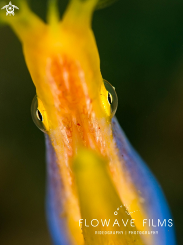 A Ribbon Eel