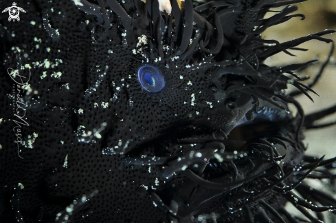 A Hairy Frogfish