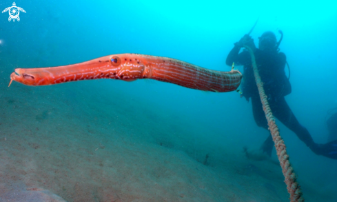 A Trumpet Fish