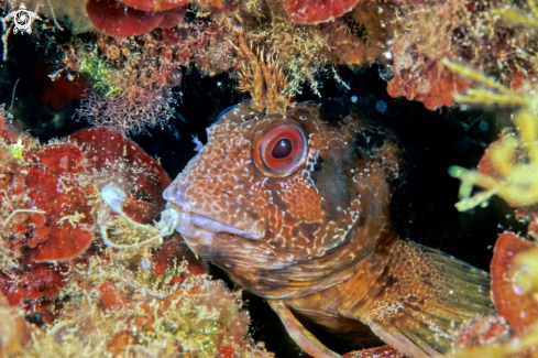 A reef fish