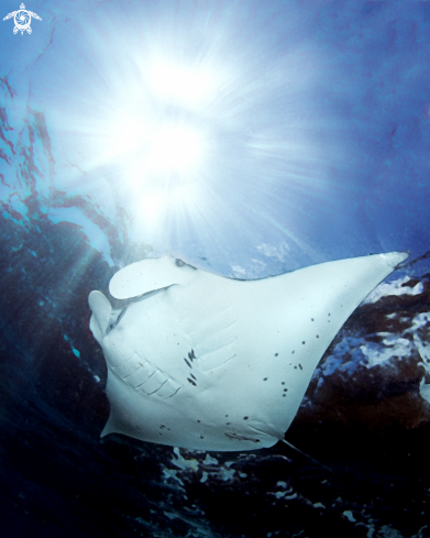 A Manta birostris | Manta ray