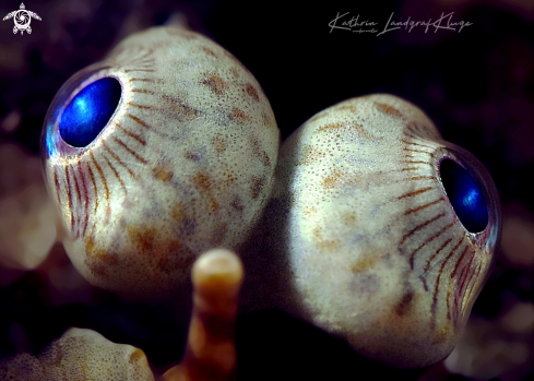 A Liachirus melanospilus | Close-up of a Carpet Sole 