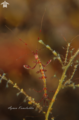 A Skeleton Shrimp