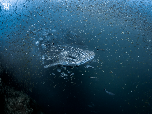 A Whale Shark