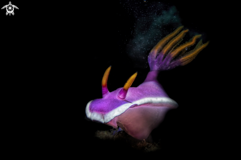 A hypselodoris bullockii