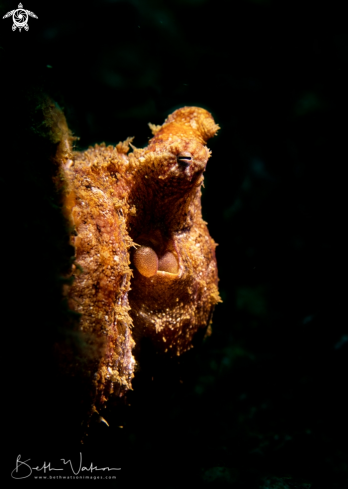 A Abdopus aculeatus | Algae Octopus