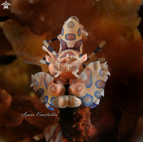 A Harlequin shrimp