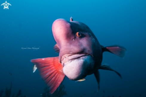 A Semicossyphus reticulatus (Valenciennes, 1839) | Asian sheepshead wrasse