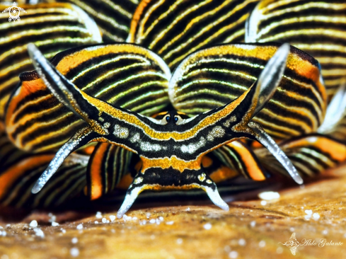 A Cyerce nigra   | Tiger Butterfly Sea Slug - Nudibranch