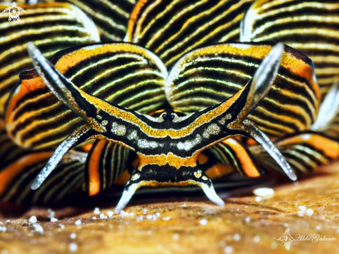 A Tiger Butterfly Sea Slug - Nudibranch