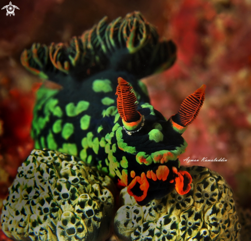 A Nembrotha Kubaryana | Nudibranch