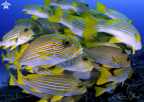 A Plectorhinchus polytaenia | Ribboned sweetlips