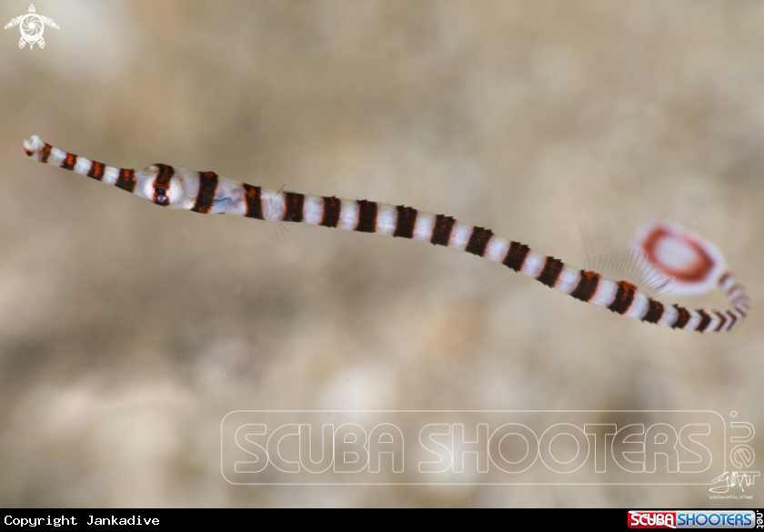 A Banded Pipe Fish