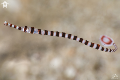 A Dunckerocampus dactyliophorus | Banded Pipe Fish