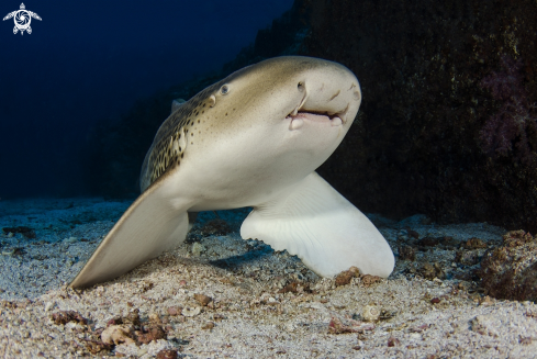 A Zebra-shark