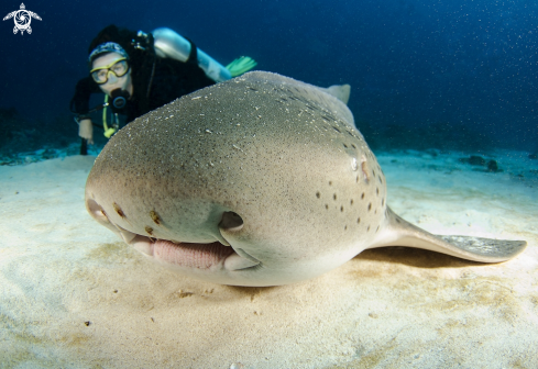 A Zebra-shark