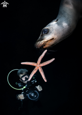 A Zalophus Californianus | California Sea Lion