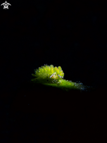 A Costasiella Kuroshimae Nudibranch | Shaun the Sheep