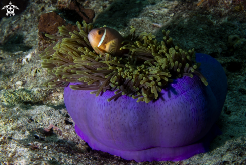 A Anemonfish