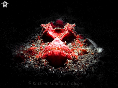 A Red Devil Scorpionfish