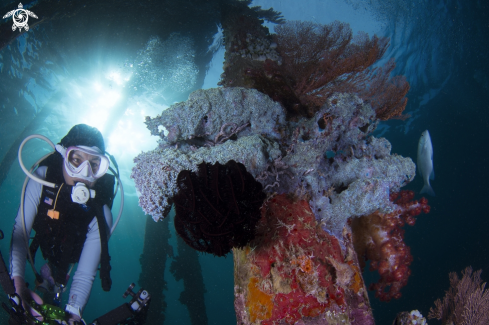 A Anthozoa of the phylum Cnidaria