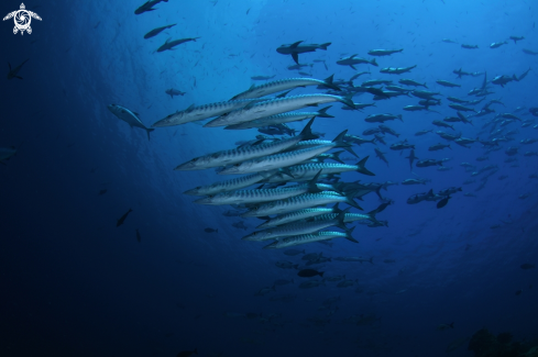 A Sphyraena barracuda | Barracuda