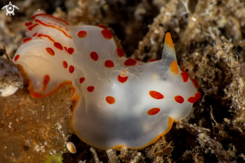 A Gymnodoris ceylonica