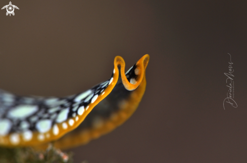 A Flatworm