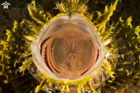 A Weedy Scorpionfish