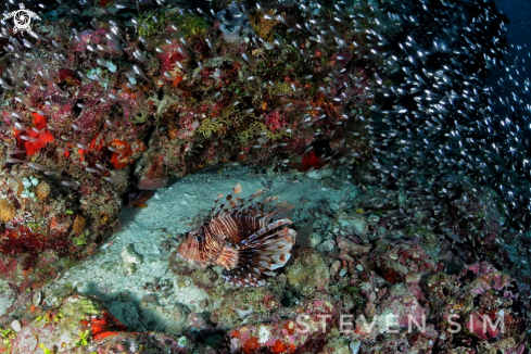 A Lion fish