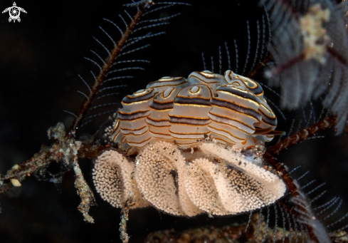 A Nudibranch