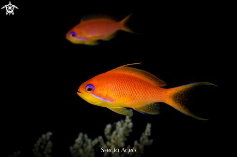 A Pseudanthias squamipinnis | Anthias