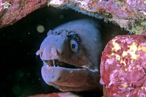 A moray