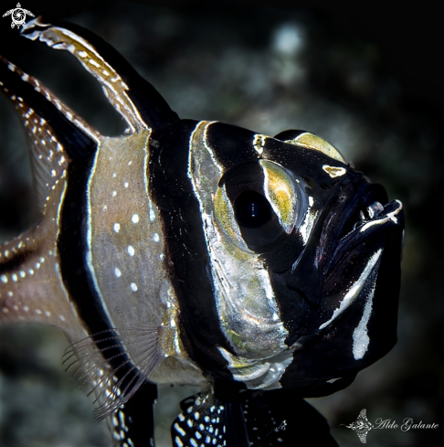 A Banggai Cardinalfish