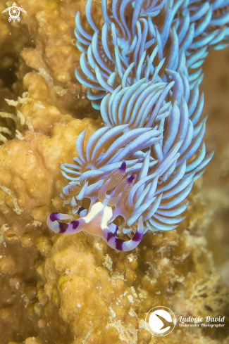 A blue dragon nudibranch