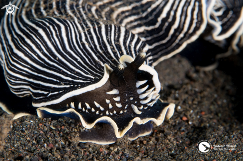 A Armina papillata | Armina Nudibranch