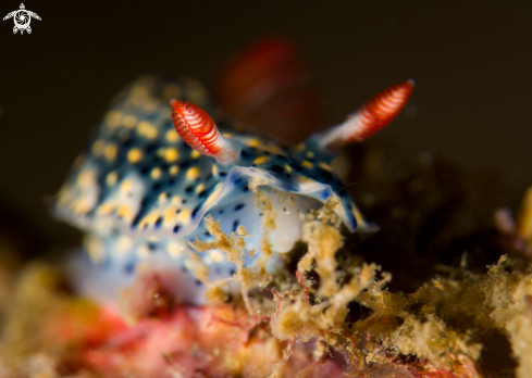 A Nudibranch