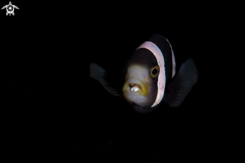 A Cymothoa exigua | Tongue-eating louse