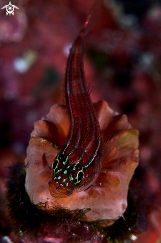 A Helcogramma striata | Triplefin