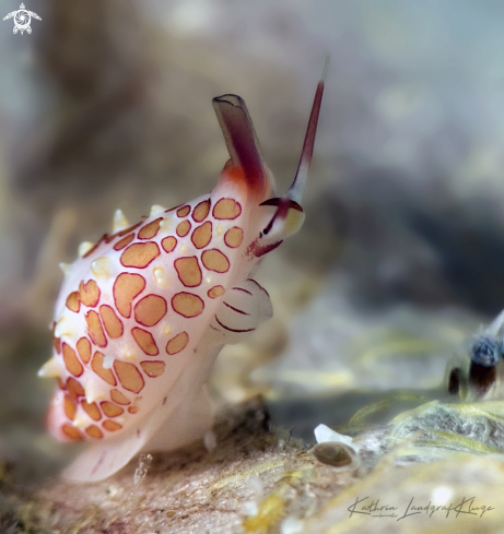 A Diminovula margarita | Margarita Egg Cowrie