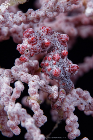 A Hippocampus bargibanti  | Pigmy Seahorse, Pygmäen Seepferdchen