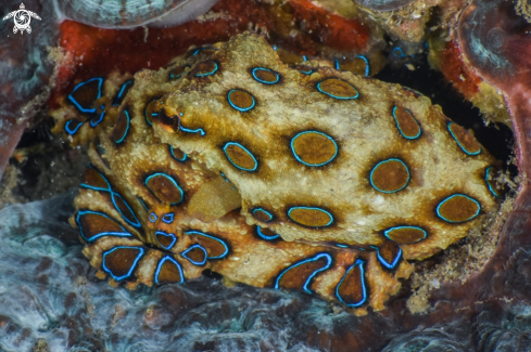 A Blue-ringed octopus