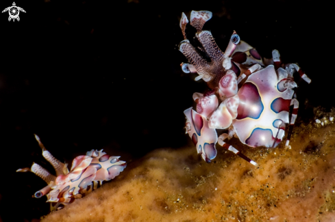 A Harlequin shrimp