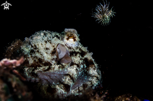 A Amphioctopus marginatus | Coconut octopus