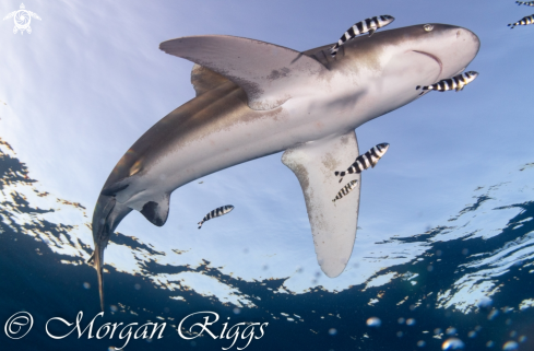 A Oceanic Whitetip